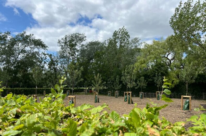 Saltcoats park-orchard with young trees July 2025