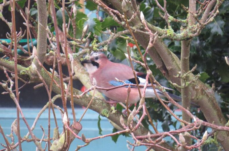 A Jay bird in a bare bush