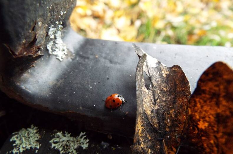 7-spotted ladybird