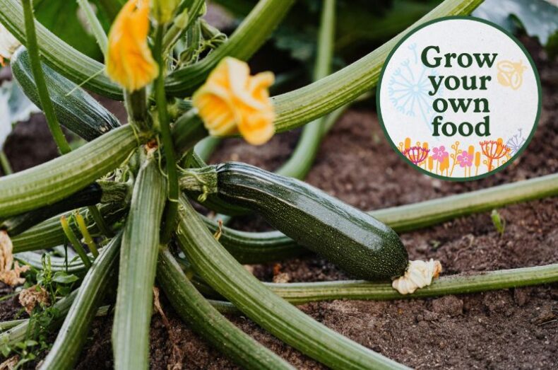 Nature pledge - grow your own