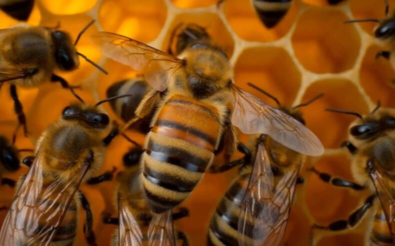 Betty the bee - starr bros