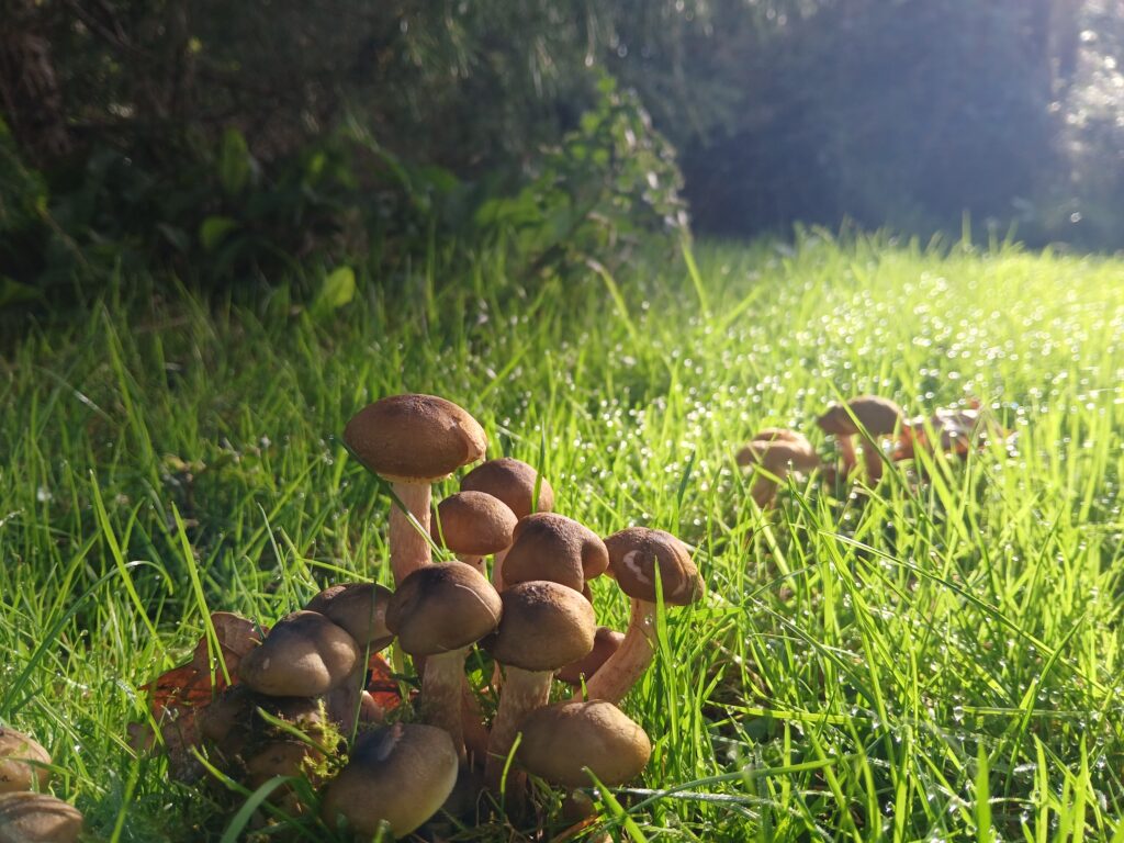 STT F&L activity fungi cover photo